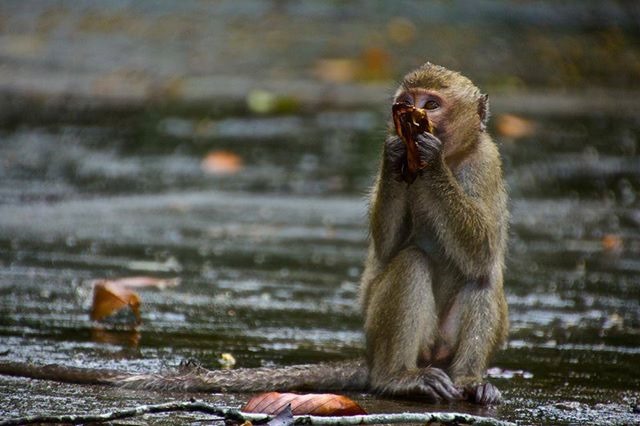 monkey-in-rain.jpg